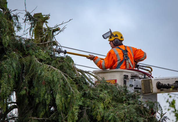 How Our Tree Care Process Works  in  Galesville, MD