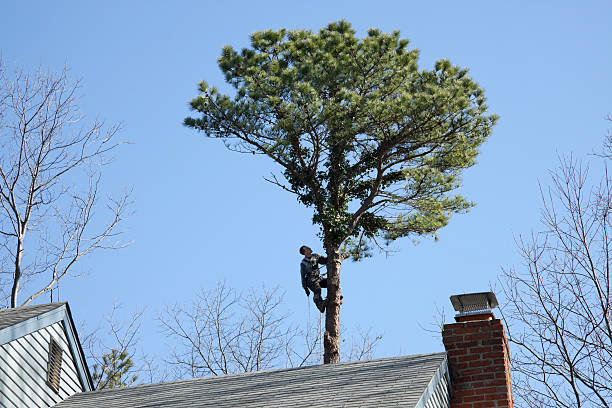 Best Leaf Removal  in Galesville, MD